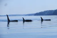 Whidbey House 3 Br 2 BA Porch & Patio: Watch for Deer and Bunnies. Sleeps 6-7 - 3 tähden