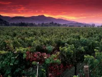 Sonoma Luxury, Enchanting Sonoma Home, Walkable to the Square, Sleeps 10 Hotels in Sonoma