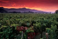 Sonoma Luxury, Enchanting Sonoma Home, Walkable to the Square, Sleeps 10