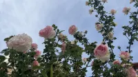 瀘沽湖隱竺レイクビュー美宿 - ペット同伴可