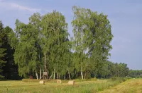 NEW - Cottage on the lake only 750m forest path to Libbesickesee - Homestays
