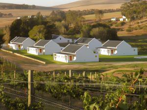 Endless Vineyards at Wildekrans Wine Estate