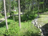 Cathedral in the Pines Near Flathead Lake, 3000 Sq Ft