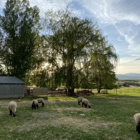 Split Mountain View Paradise! Life on the farm!