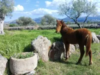 Agriturismo Iloghe - con vista montagne