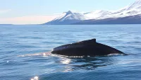 Post-Plaza Guesthouse Hotels in Husavik