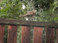 Cabaña Radal en Coñaripe Cerca del Lago Calafquén