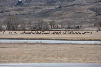 Gateway to Shoshone & Yellowstone - Alphydda