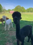 The Alpaca Campa  - Minutes to Nashville - 3つ星