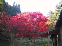 Anzuan Nishida - Mountain view