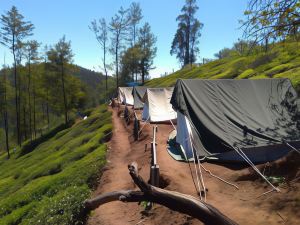 Janardan Tea Resort - Campsite