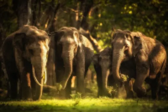 Safaria Lodge Wilpattu