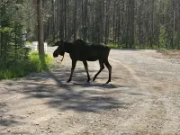 Mini Moose-28 Miles to Yellowstone-Owner Operated
