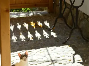 Casa de Oaspeti Adorabila Aproape de Natura