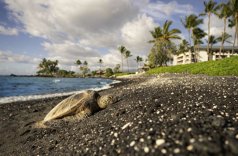 Fairmont Orchid photo 4