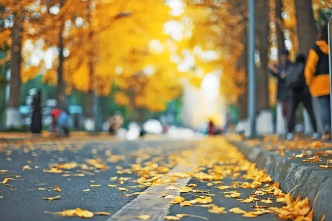 Hotels near Ginkgo Road