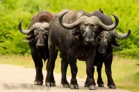 Safari Bed & Breakfast Hotels in Hazyview