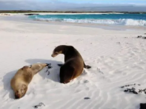 Hotel La Gran Tortuga Hoteles en Isla Isabela