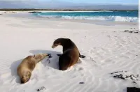 Hotel la Gran Tortuga Hotels in Isabela