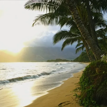 Huge Ocean Views! Direct Ocean Front Condo Sugar Beach Resort #527