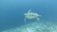 Jerrys Dive Lodge Rasdhoo