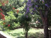 Romantic Tropical Hideaway - Birds & Bees Cottage Отели в г. 