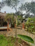 Radjendra Resort Hotel di Cigombong