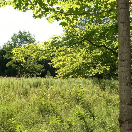 Peace And Tranquility Setting In The Woods!