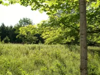 Peace And Tranquility Setting In The Woods! - Chalets