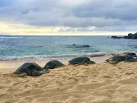 Maui Banyan fave! Ocean View, Renovated, Steps to the Beach, King Bed, Split AC - 3-Star