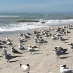 Rare Walkout Condo on Sanibel Beach