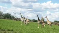 Selous Adili Forest Camp - Homestays