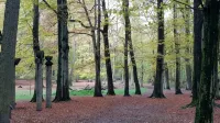 Wald-Hotel - 3-Star