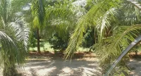Phuendernthang Resort - Wifi