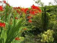 White Cottage Bed and Breakfast Hotels in Himley
