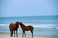 The Salty Seahorse!4x4 beach, private dock, hot tub, pool, Horses. Pet-Friendly - Boutique