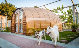 Glamping Toneles Y Vinedos