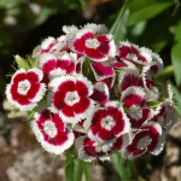 Gabala Garden Hostel