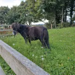 Family & Pet Friendly Restored Cottage in East Mayo with   Bord Failte Award - 홈스테이