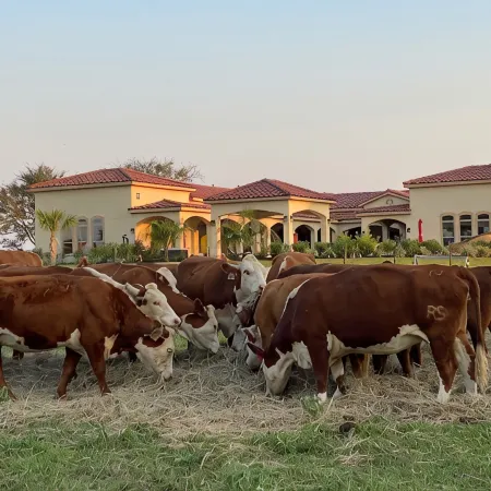 NEW Hacienda Ranch W/ Resort Style Pool