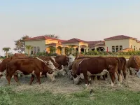 NEW Hacienda Ranch W/ Resort Style Pool - Pools