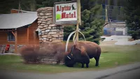 Alpine Motel of Cooke City