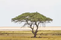 Eagle Tented Lodge & Spa Hotels in Ombika