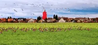 Fantastic holiday home on the left Lower Rhine between the Rhine and Wisseler See - Wi-Fi