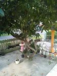 Mutiara Hotel Hotels near Dream Land 88 Tour And Travel