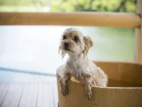 Dog-Friendly Hot Spring Hotel Wankoan