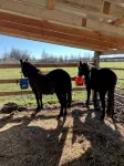 Entire House Luxury Farm Stay w Animals Hot Tub