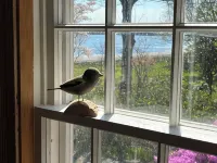Historic 1785 Cape on 46 Forest Acres/ Water View/Pet Friendly Hotels in Lunenburg