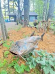 Cabin on lake . Pet friendly