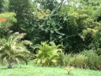 Romantic Tropical Hideaway - Birds & Bees Cottage Отели в г. 